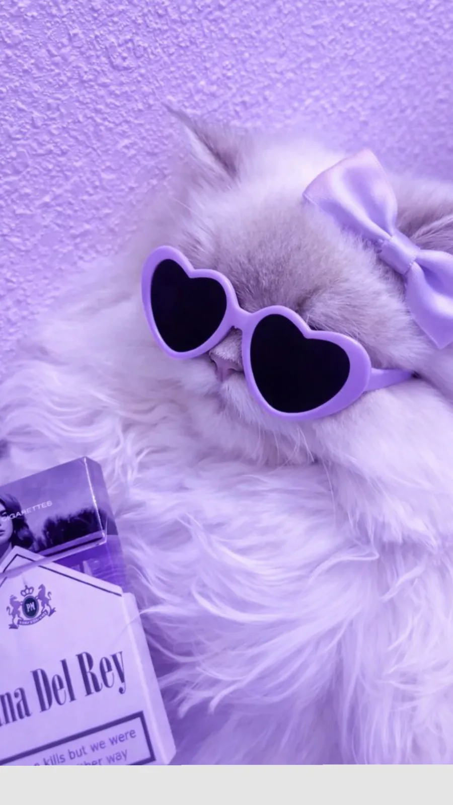 Fluffy white cat wearing purple heart-shaped sunglasses and a satin bow
